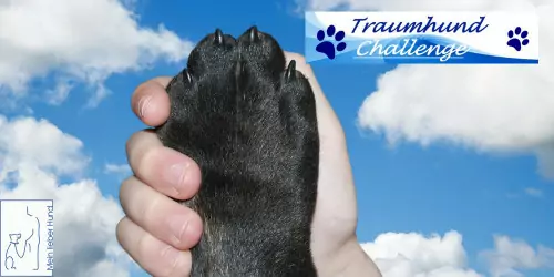 THC-Modul Basis Hundeerziehung